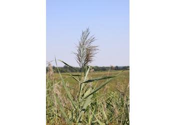 Schilf (Phragmites australis) - © Emanuel Trummer